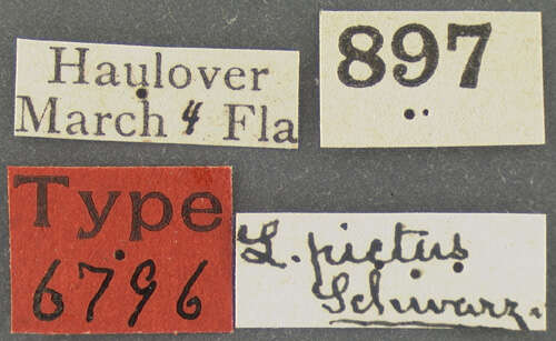 Image of <i>Laemophloeus pictus</i> Schwarz 1878