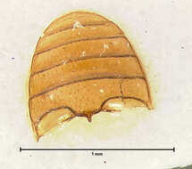 Imagem de Charaphloeus adustus (Le Conte 1854)