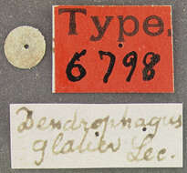 Image of Dendrophagus cygnaei Mannerheim 1846