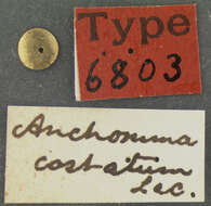 Image of Anchomma costatum Le Conte 1858