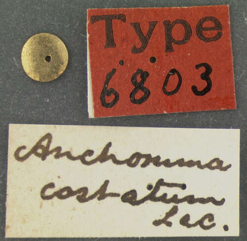Image of Anchomma costatum Le Conte 1858