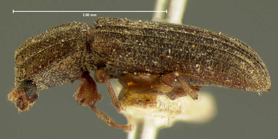 Image of <i>Eulachus carinatus</i>