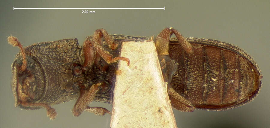 Image of <i>Eulachus carinatus</i>