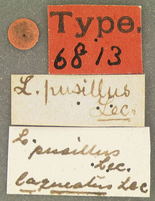 Image of Lasconotus pusillus Le Conte 1863