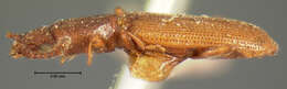 Image of Beetle