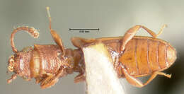 Image of Beetle