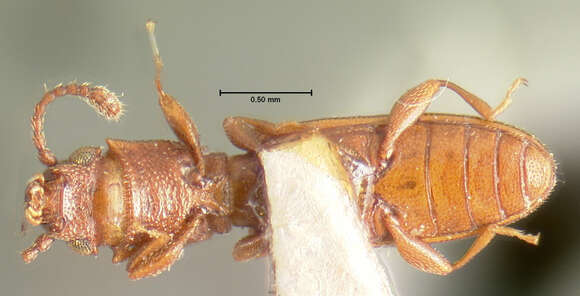 Image of Beetle