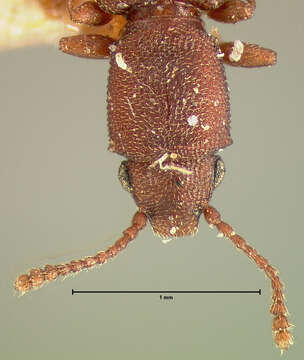 Image of Cathartosilvanus