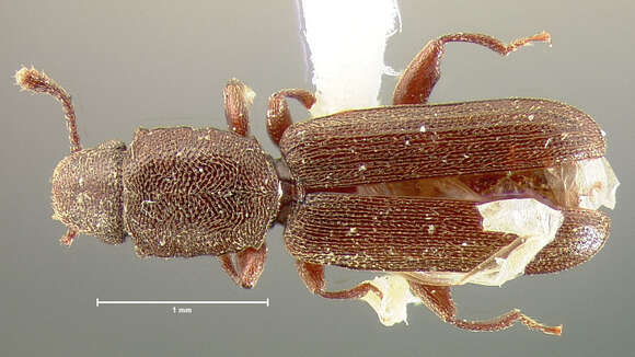 Image of Nausibius repandus Le Conte 1866