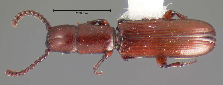 Слика од Taphroscelidia