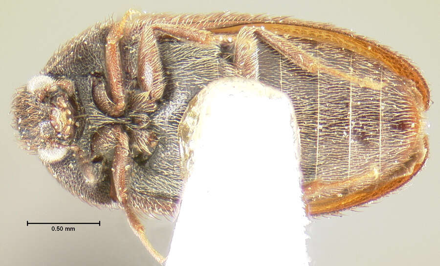 Image of Attagenus rufipennis Le Conte 1859