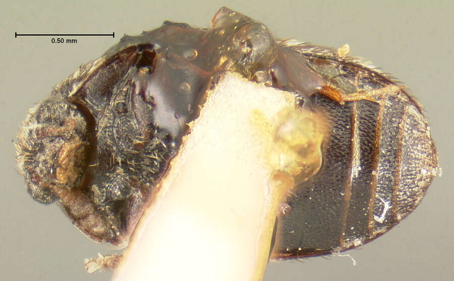 Image of <i>Trogoderma pusillum</i> Le Conte 1854