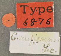 Image of Cryptorhopalum ruficorne Le Conte 1854