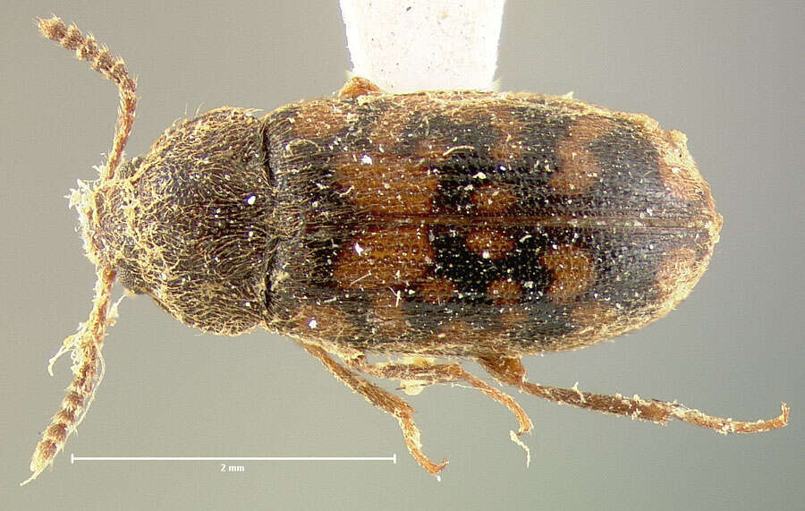 Mycetophagus pluripunctatus Le Conte 1856的圖片