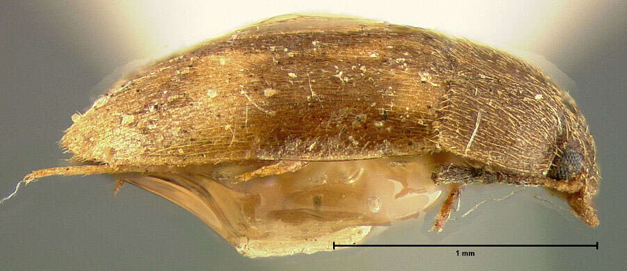 Image of Stored Grain Fungus Beetle