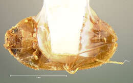 Image of Stored Grain Fungus Beetle
