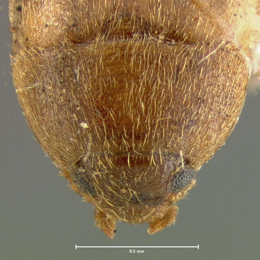 Image of Stored Grain Fungus Beetle