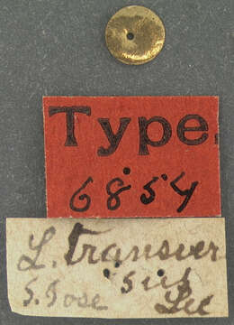 Image of <i>Litargus transversus</i> Le Conte 1856