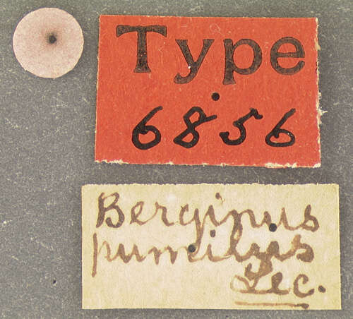Image of Berginus pumilus Le Conte 1863