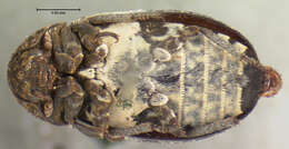 Image of Dermestes (Dermestinus) fasciatus Le Conte 1854