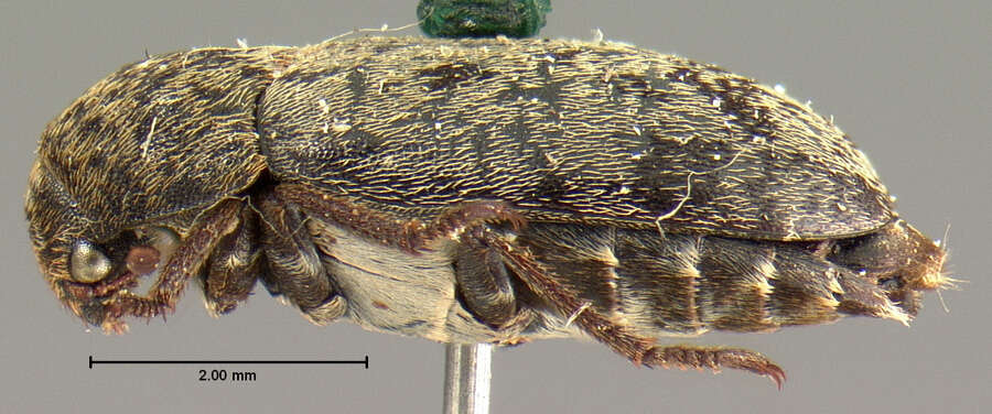 Image of Dermestes (Dermestinus) rattus Le Conte 1854