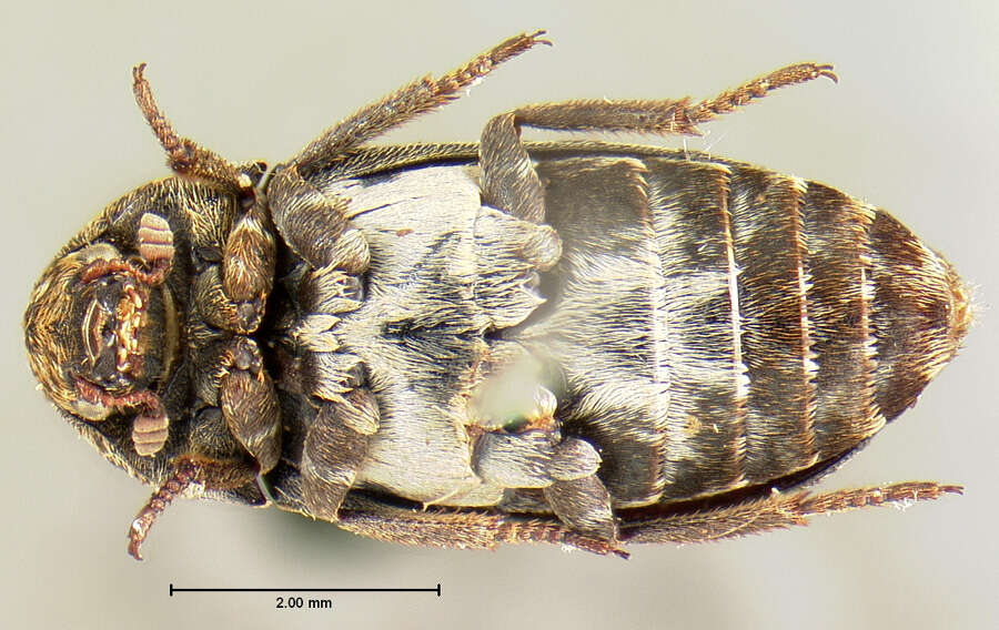 Image of Dermestes (Dermestinus) rattus Le Conte 1854