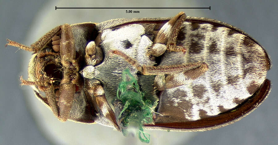 Imagem de <i>Dermestes sobrinus</i> Le Conte 1854