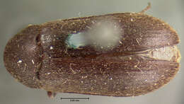 Image of <i>Dermestes elongatus</i>