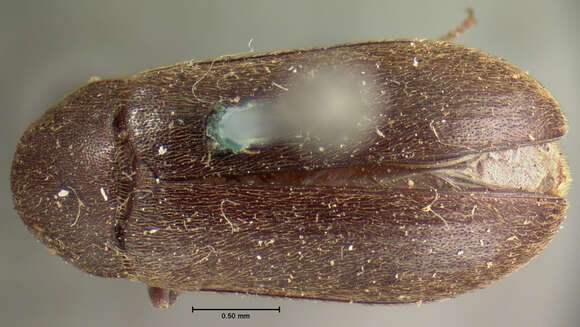 Image of <i>Dermestes elongatus</i>