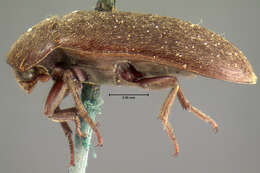 Image of <i>Dermestes elongatus</i>