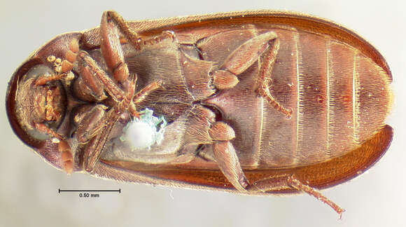 Imagem de <i>Dermestes elongatus</i>