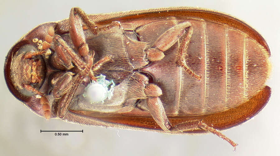 Image of <i>Dermestes elongatus</i>