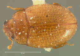 Слика од Mychocerus depressus (Le Conte 1866)