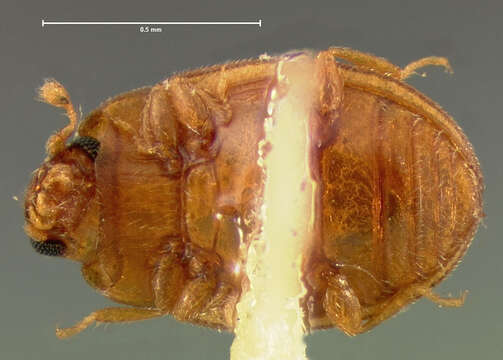 Image of Mychocerus depressus (Le Conte 1866)