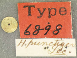 Image of <i>Hister punctiger</i> Le Conte 1861