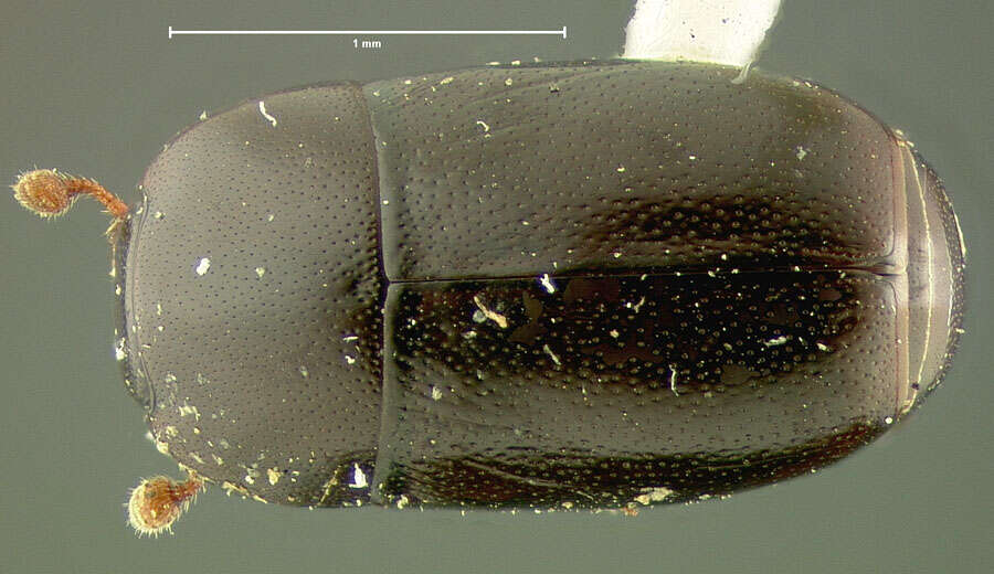 Paromalus (Paromalus) teres J. L. Le Conte 1878 resmi