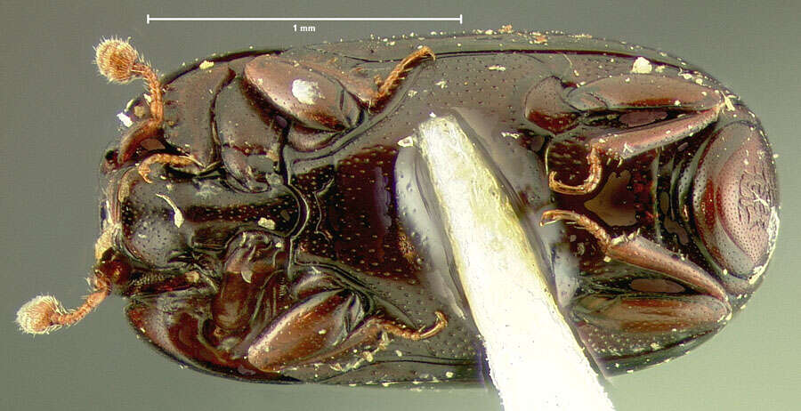 Paromalus (Paromalus) teres J. L. Le Conte 1878 resmi