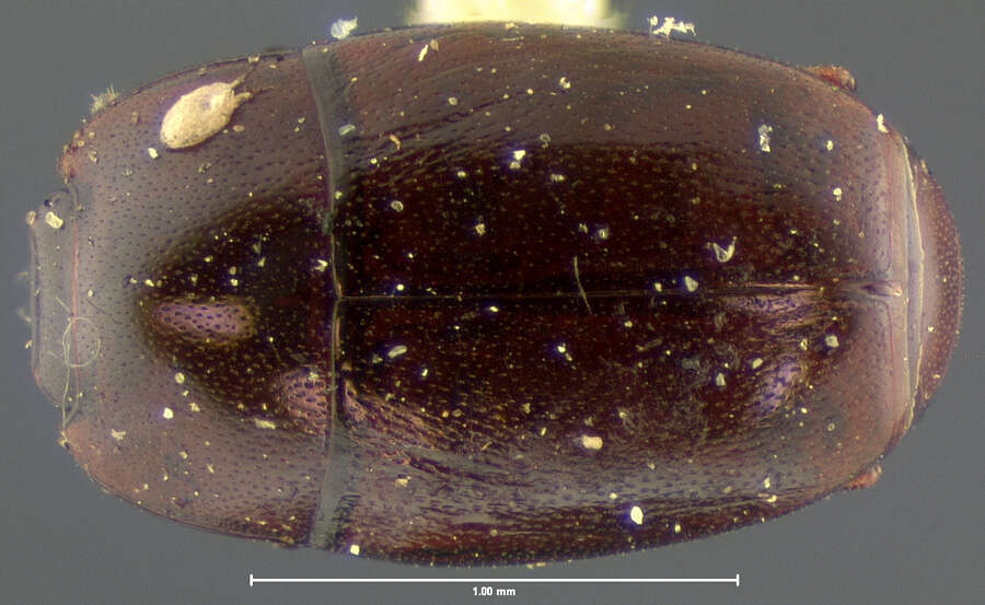 Paromalus (Paromalus) debilis J. L. Le Conte 1879 resmi