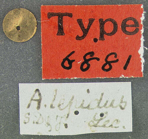 Image of Anthrenus lepidus Le Conte 1854