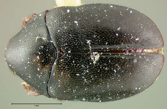 Orphilus subnitidus Le Conte 1861 resmi