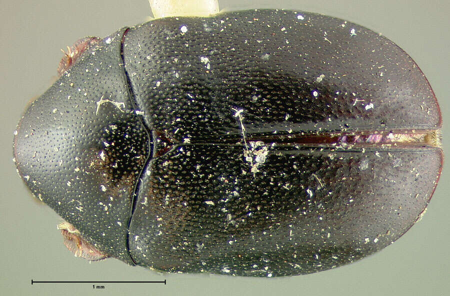 Image of Orphilus subnitidus Le Conte 1861