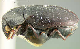 Imagem de Orphilus subnitidus Le Conte 1861