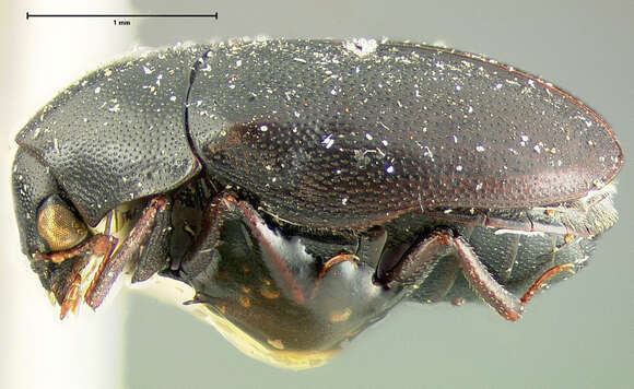 Orphilus subnitidus Le Conte 1861 resmi