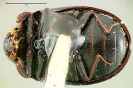 Imagem de Orphilus subnitidus Le Conte 1861