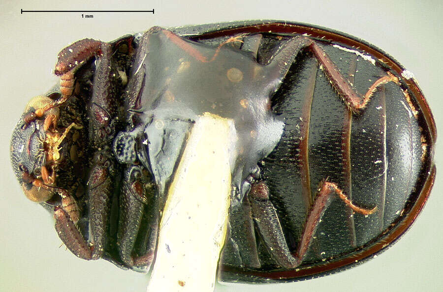 Image of Orphilus subnitidus Le Conte 1861