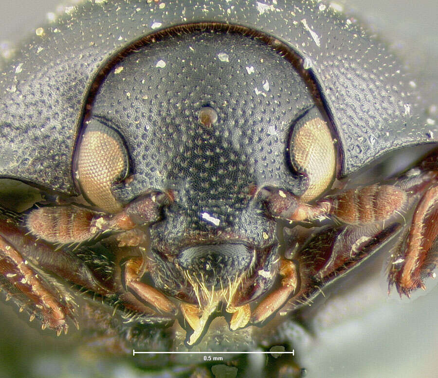 Orphilus subnitidus Le Conte 1861 resmi