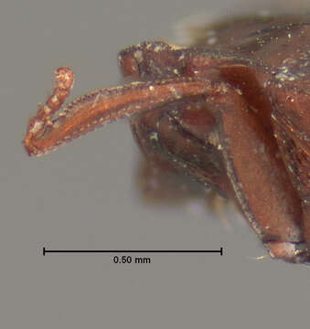 Image of Peploglyptus