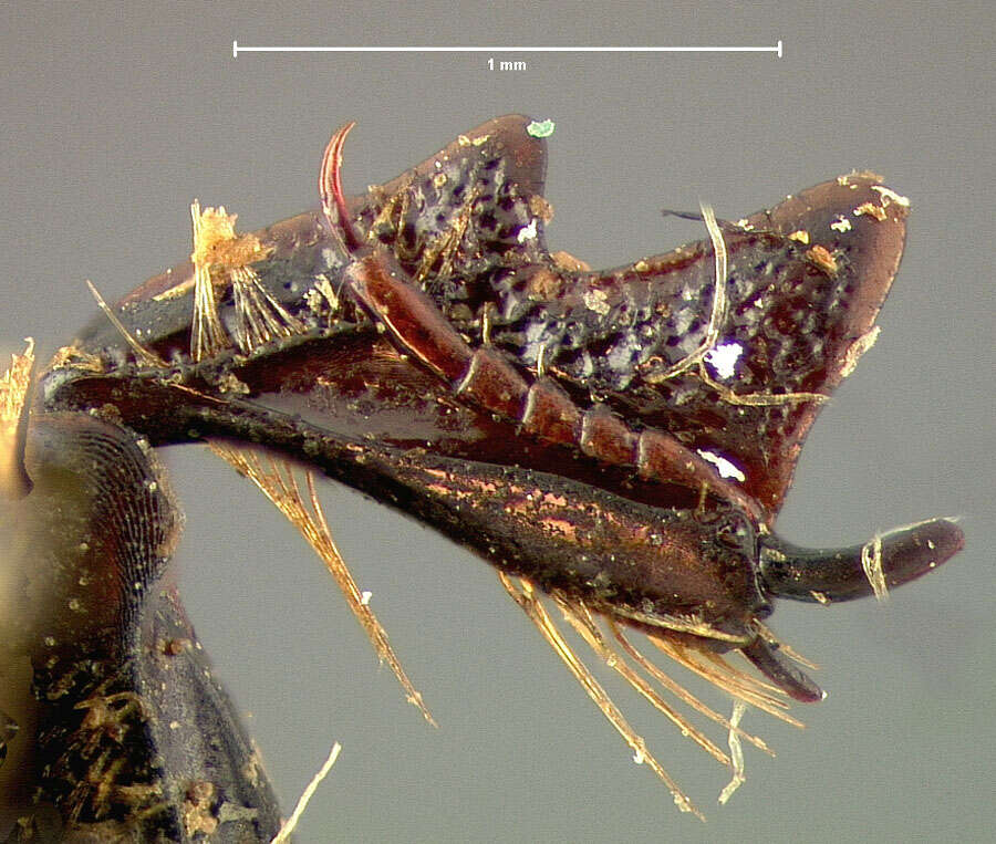 Image of Spilodiscus sellatus (J. L. Le Conte 1857)