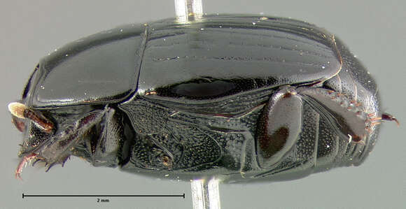 Image of <i>Hister perplexus</i> Le Conte 1863