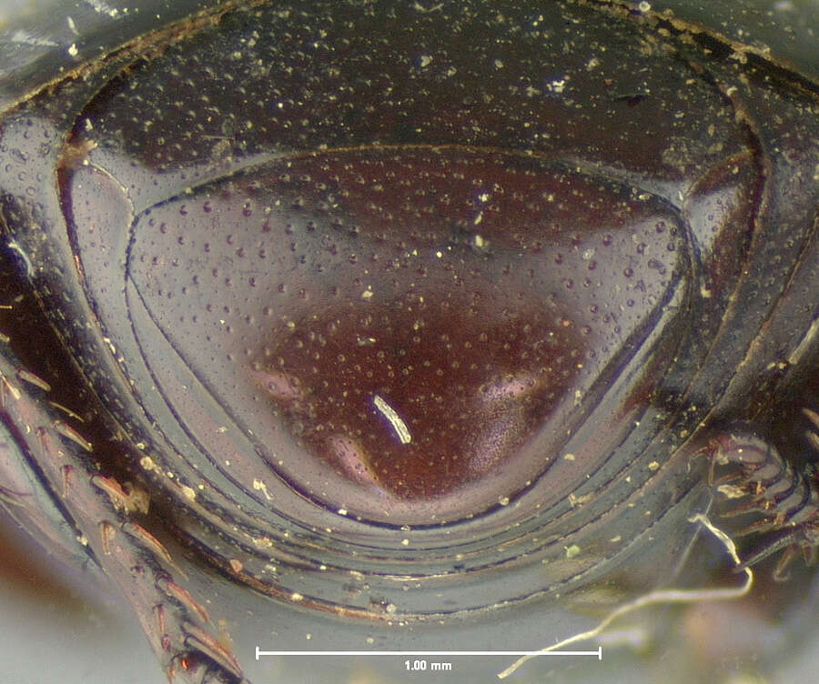 Image of <i>Hister pollutus</i> Le Conte 1859